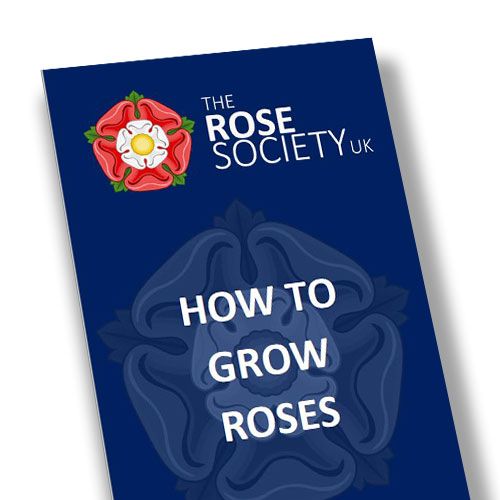 How To Grow Roses
