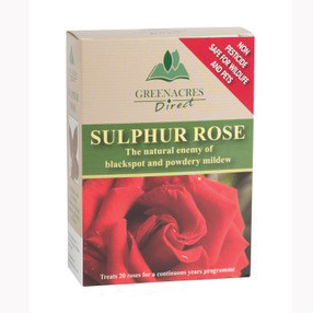 Sulphur Rose
